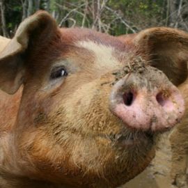 Environmental Justice and Hog Farming in North Carolina